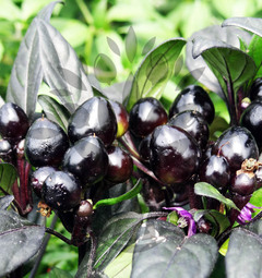 Black Pearl | semena chilli 10 ks