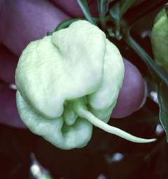 Carolina Reaper White