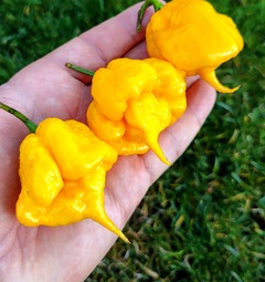 Carolina Reaper Yellow