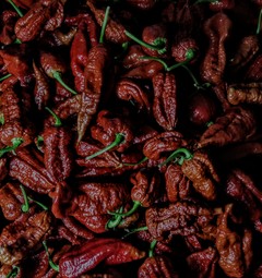 Brown Bhutlah