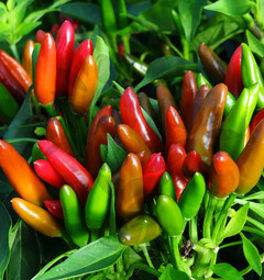 Etna Peperoncino