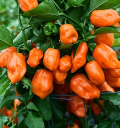 Habanero Orange