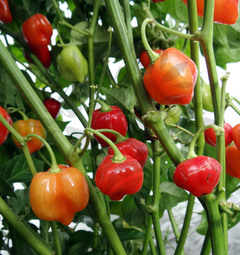 Habanero Red Savina