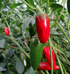 Jalapeno Hercules