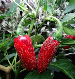 Jalapeno Summer Heat