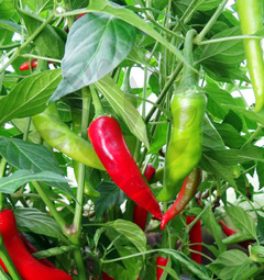 Long Slim Cayenne