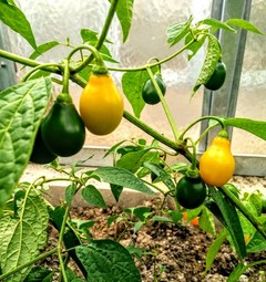 Mini Rocoto PI 387838