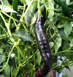 Negro (Chilaca) / Pasilla Bajio