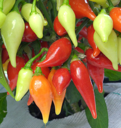 Peito de Moca