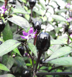 Peru Purple
