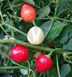 Pimenta Trepadeira do Werner