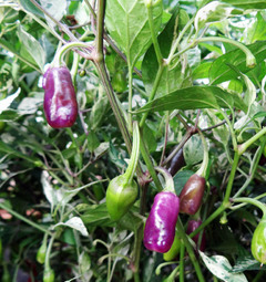 Purple Tiger