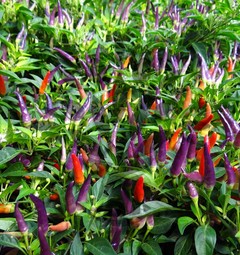 Sangria Ornamental