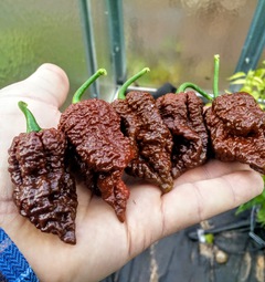 Borg 9 Chocolate