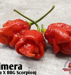 Sazenice Chiméra