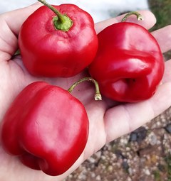 Sazenice De La Selva Rojo Arequipa