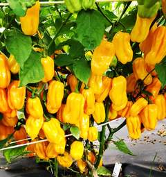 Sazenice Habanero Yellow