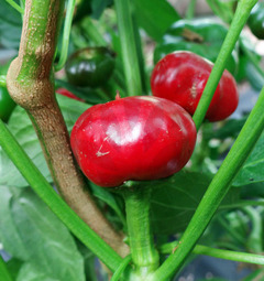Sazenice Large Red Cherry