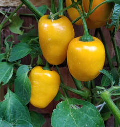 Sazenice Manzano Rocoto Orange