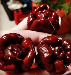 Sazenice Trinidad Scorpion Moruga Chocolate