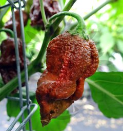 7 Pot Brown