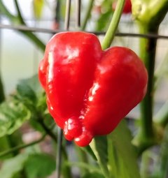Aji Brazilian Pumpkin