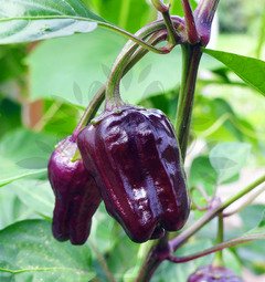 Black Scorpion Tongue