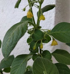Capsicum Rhomboideum