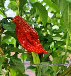 Čerstvá chilli paprička Brown Bhutlah 1 ks, pálivost až 2 00O 000 SHU