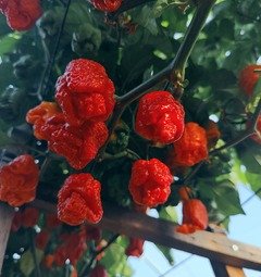 Čerstvá chilli paprička Trinidad Scorpion Moruga 1 ks, pálivost až 2 368 534 SHU