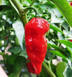 Dorset Naga