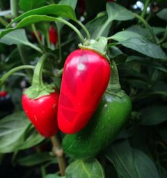 Early Jalapeno