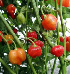 Habanero Red Savina