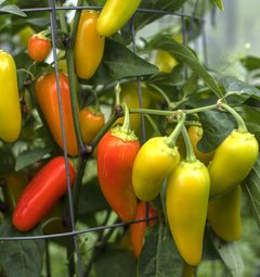 Jalapeno NuMex Pinata