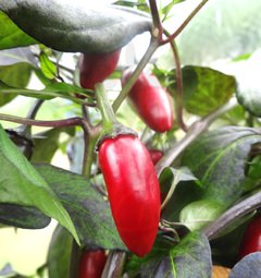 Jalapeno Purple