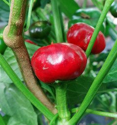 Large Red Cherry