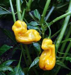Malaysian Goronong