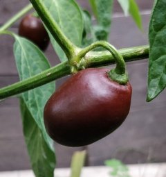 Mini Rocoto Brown