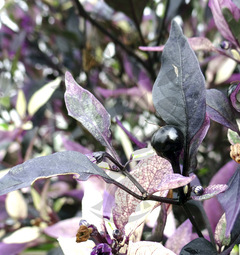 Purple Flash