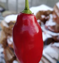 Rocoto Montufar - PI 585273