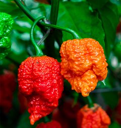 Sazenice Carolina Reaper Original