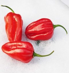 Sazenice Habanero Red