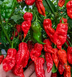 Sazenice Carolina Naga Morich