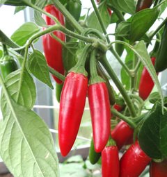 Serrano Chilli