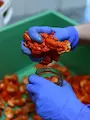 Carolina Reaper Podvodnice