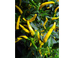 Cayenne Yellow