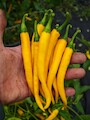 Cayenne Yellow