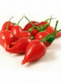 Semena Chupetinho Alaranjado, zralé papriky na bílém podkladě