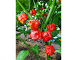 Dárek semínka Trinidad Scorpion Moruga
