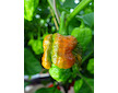 Dárek semínka Trinidad Scorpion Moruga